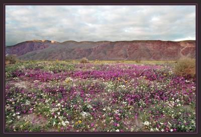 Henderson Area, Anza Borrego