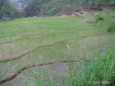 u40/rileyuni/medium/25900162.Ricefield1.jpg