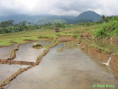 u40/rileyuni/medium/25900163.Ricefield2.jpg