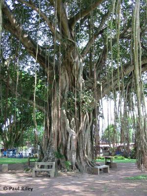 Tree at Mendut temple in central Java