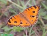 Peacock Pansy