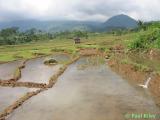 Rice field 2.jpg