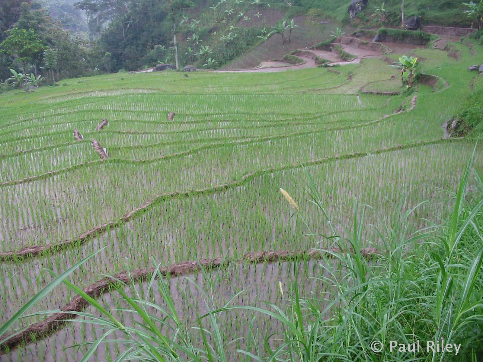 Rice field 1.jpg