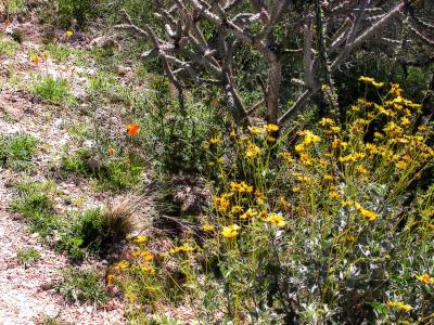 1st-Wildflowers
