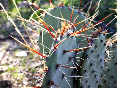 Cactus-Spines