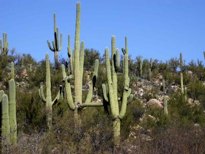 male-Cactus