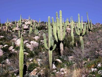 Saguaros