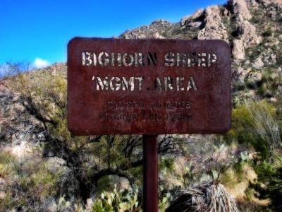 Sheep-Sign