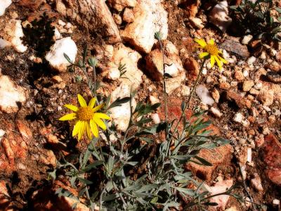 Wildflowers