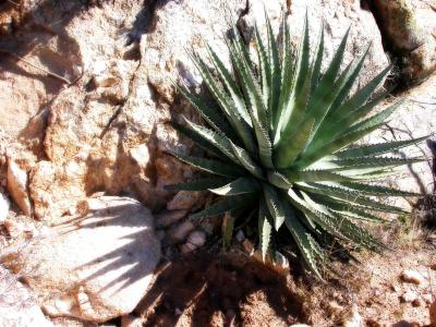 Yucca.