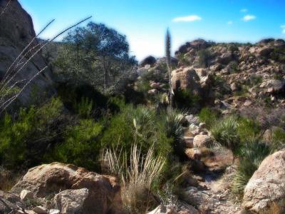 catalinas