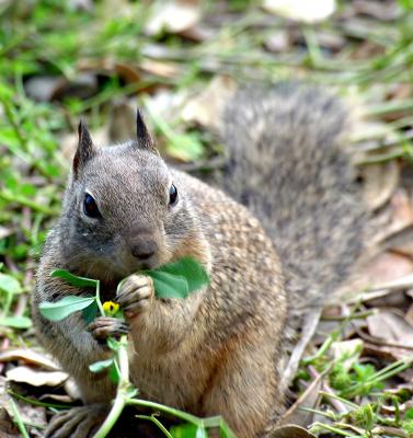 squirrels