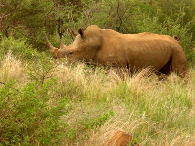 u40/rl/medium/40180291.Rhino.jpg