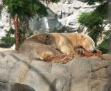 Sleeping Polar Bears at Sea World Gold Coast Australia.jpg