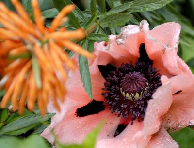 Flor2_0006