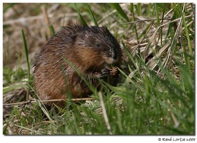 Rat musqu / Muskrat