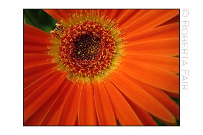 Gerbera