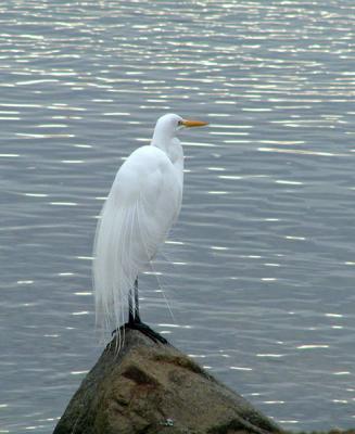 Egret