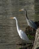 Egret and blue heron
