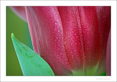Red Tulip