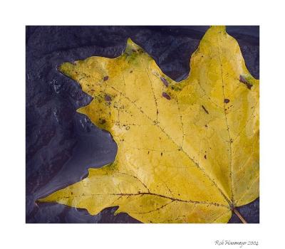 Yellow Leaf