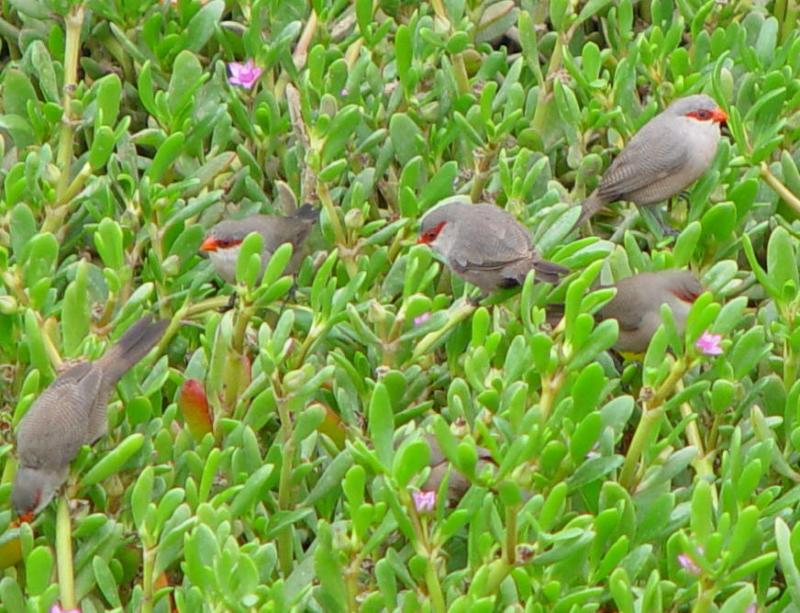 Birds at Maspalomas