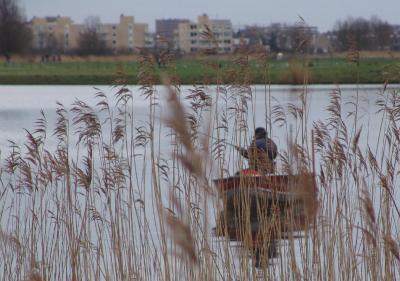 Fisherman behind reed