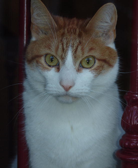 Cat behind the window