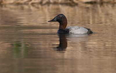 Canvasback