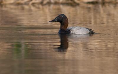 Canvasback