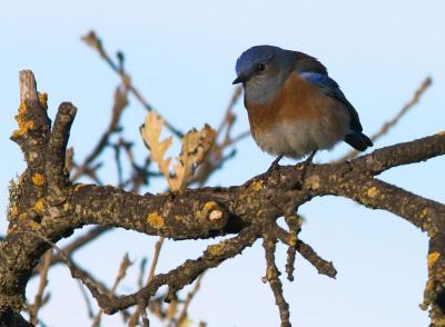 Western Bluebird