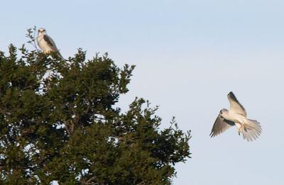 White-tailed Kite