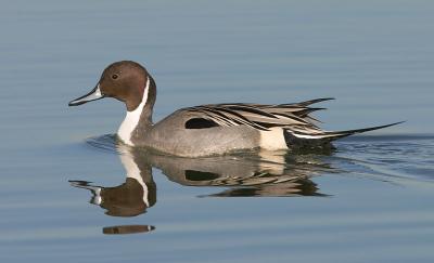 Northern Pintail