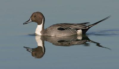 Northern Pintail