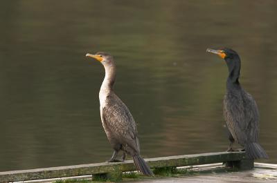 An adult and immature Double-crested Cormorant