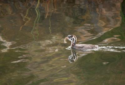 Young Pied-billed Grebe (a few weeks old)