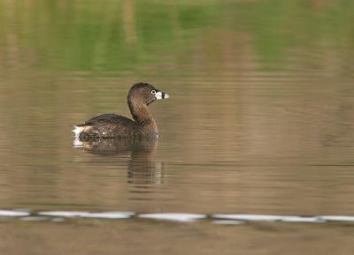 Adult Pied-billed Grebe