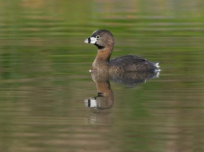 Adult Pied-billed Grebe
