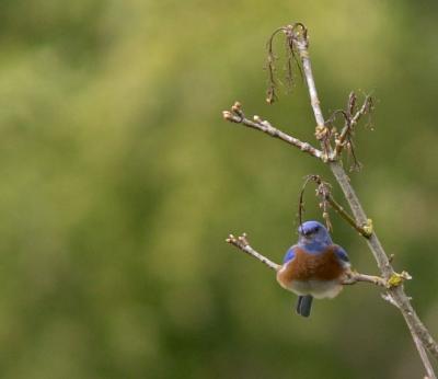 Western Bluebird