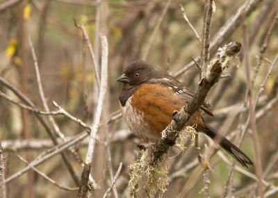 Female Spotted Towhee
