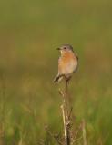 Western Bluebird