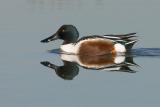 Northern Shoveler