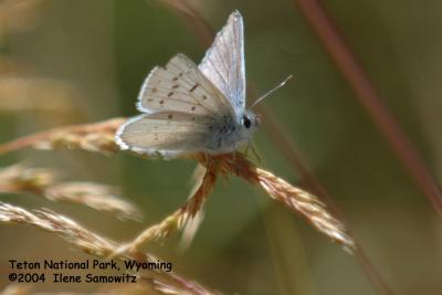 Butterfly Wyoming 7659.jpg