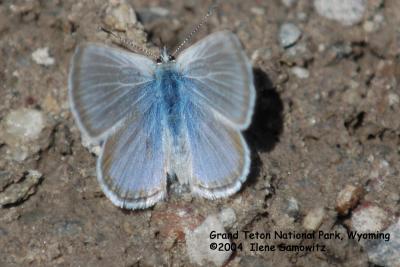Butterfly Wyoming 7688.jpg