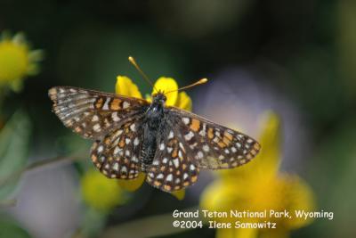Butterfly Wyoming 7711.jpg