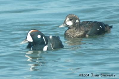Harlequin Duck