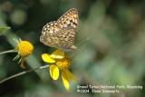 Butterfly Wyoming 7716.jpg