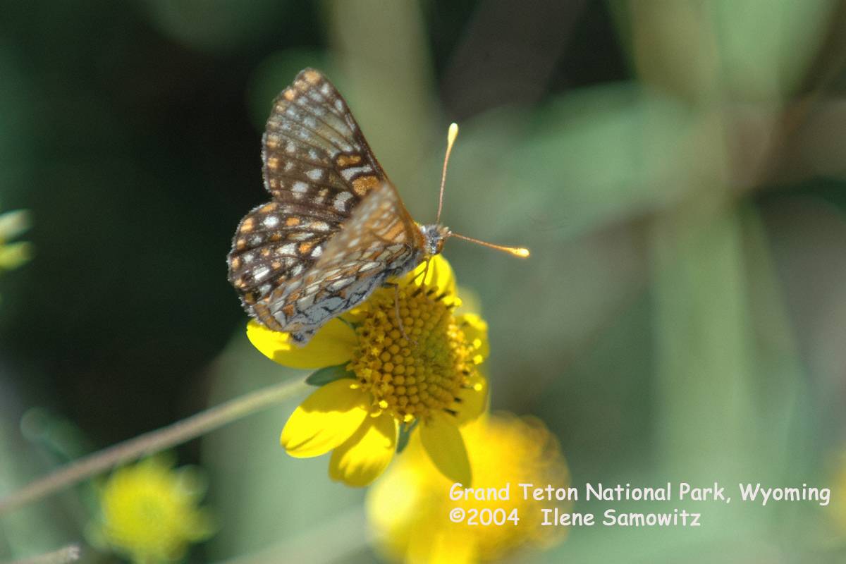 Butterfly Wyoming 7713.jpg