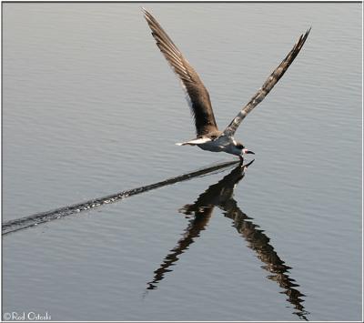 Black Skimmer