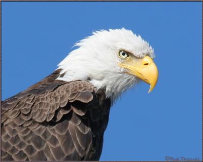 Head Shot 2